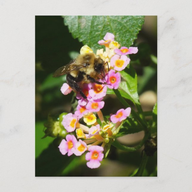 "Bee on Lantana." Postcard (Front)