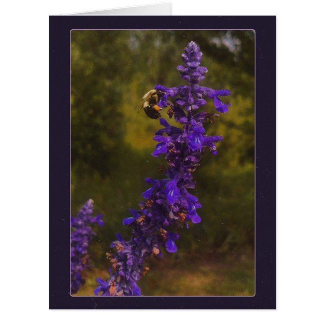 bee on lavender  (Front)