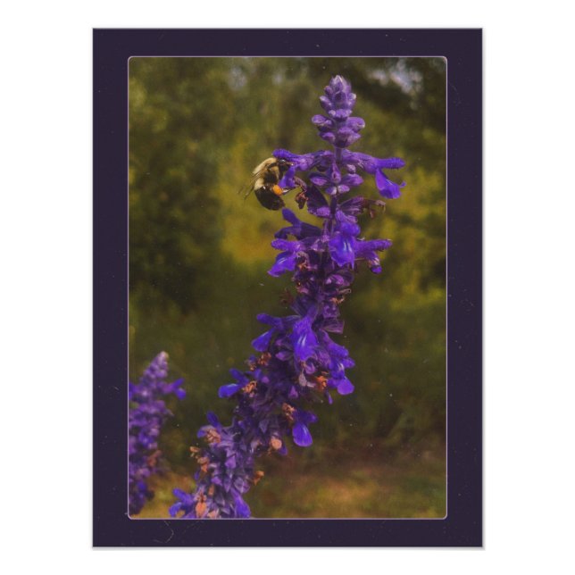 bee on lavender  photo print (Front)