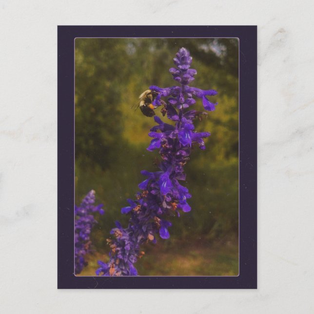 bee on lavender  postcard (Front)