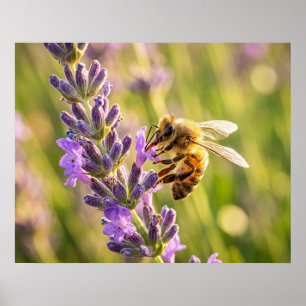Bee on Lavender Poster