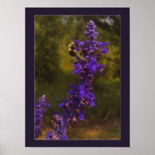 bee on lavender poster