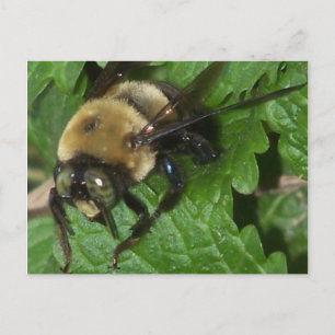Bee on Lemon Balm Postcard
