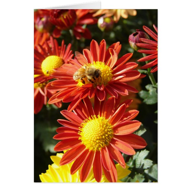 Bee on Mums (Front)