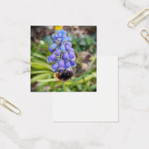 Bee on Muscari Armeniacum , Grape Hyacinth