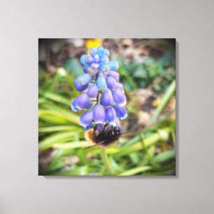 Bee on Muscari Armeniacum , Grape Hyacinth Canvas Print