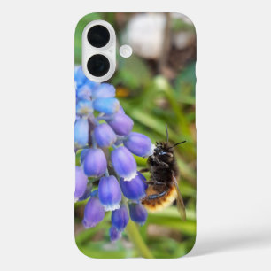 Bee on Muscari Armeniacum , Grape Hyacinth iPhone 16 Case