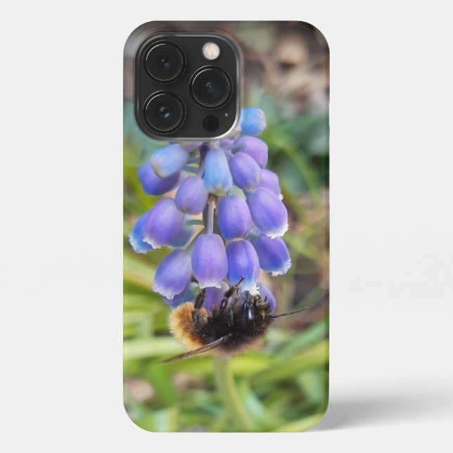 Bee on Muscari Armeniacum , Grape Hyacinth iPhone Case (Back)