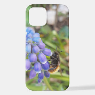 Bee on Muscari Armeniacum , Grape Hyacinth iPhone 12 Case