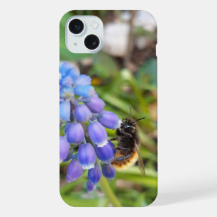 Bee on Muscari Armeniacum , Grape Hyacinth iPhone 15 Plus Case