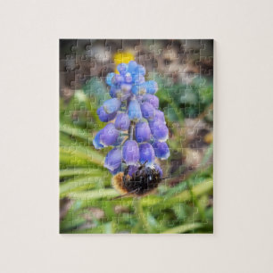 Bee on Muscari Armeniacum , Grape Hyacinth Jigsaw Puzzle