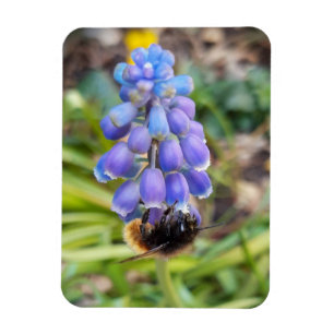 Bee on Muscari Armeniacum , Grape Hyacinth Magnet