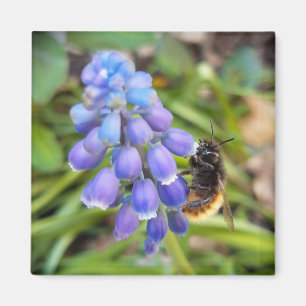 Bee on Muscari Armeniacum , Grape Hyacinth Magnet