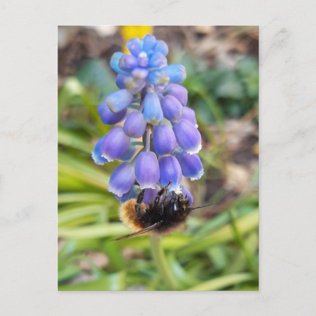 Bee on Muscari Armeniacum , Grape Hyacinth Postcard (Front)