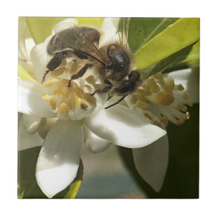 Bee on Orange Blossom  Ceramic Tile