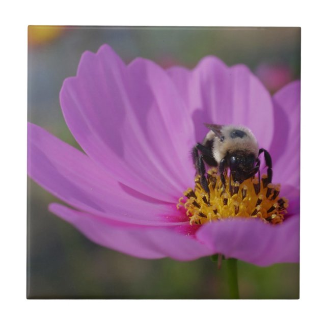Bee On Pink Cosmos Flower Nature Ceramic Tile (Front)