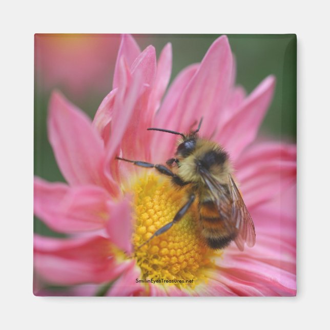 Bee On Pink Daisy Flower Photo Magnet (Front)