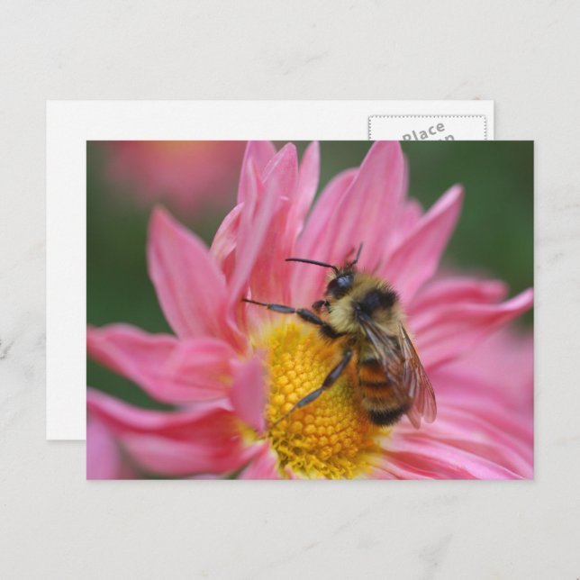 Bee On Pink Daisy Flower Photography  Postcard (Front/Back)