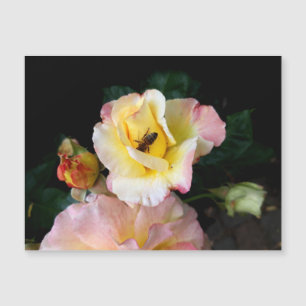 Bee on Pink Yellow Roses Flowers