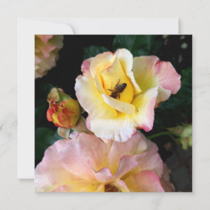 Bee on Pink Yellow Roses Flowers