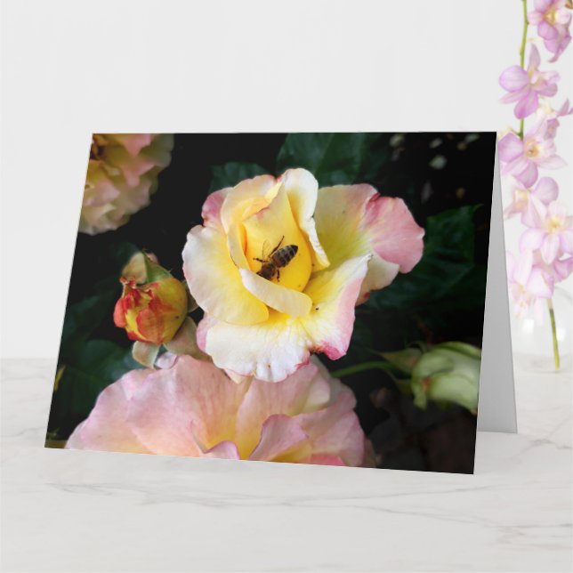  Bee on Pink Yellow Roses Flowers Card (Orchid)