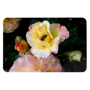 Bee on Pink Yellow Roses Flowers Magnet