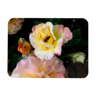 Bee on Pink Yellow Roses Flowers Magnet