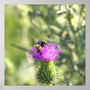 Bee on Purple Flower Poster