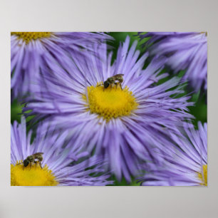 Bee On Purple Flowers Nature Poster