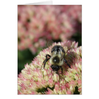 bee on sedum