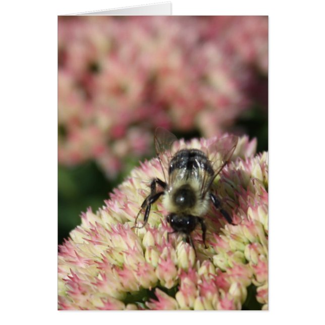 bee on sedum (Front)