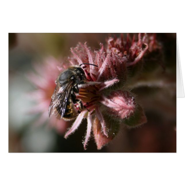 Bee on sempervivum (Front Horizontal)