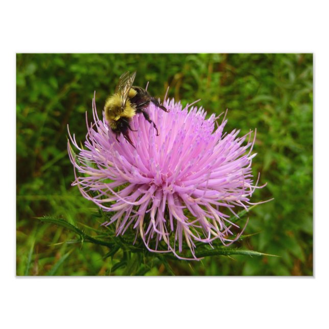 Bee on Thistle Flower Nature Photo Print (Front)
