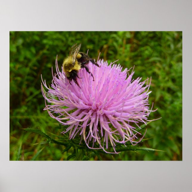 Bee on Thistle Flower Nature Poster (Front)