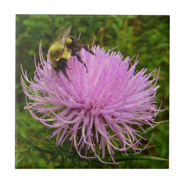 Bee on Thistle Flower Nature Tile (Front)