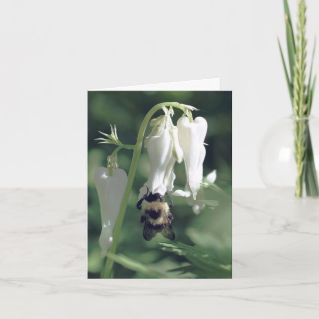 Bee On White Columbine Flower Photography  Note Card (Front)