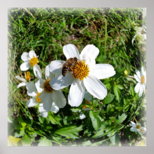 bee on white flower poster