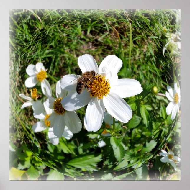 bee on white flower poster (Front)