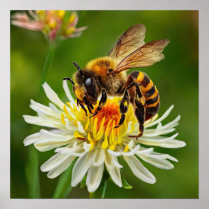 Bee on White Flower Poster