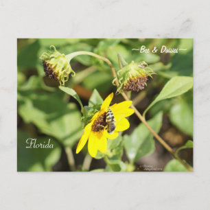 Bee on Yellow Daisies Florida Postcard
