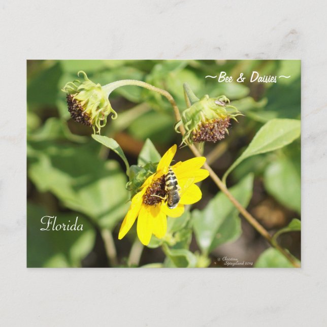 Bee on Yellow Daisies Florida Postcard (Front)