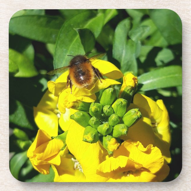 Bee on Yellow Flowers Coaster (Front)