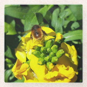 Bee on Yellow Flowers Glass Coaster