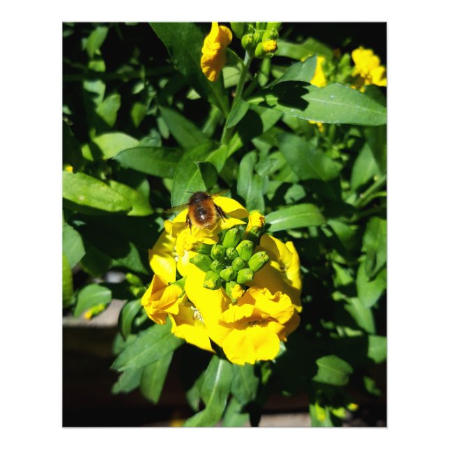 Bee on Yellow Flowers Photo Print (Front)