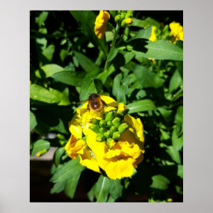 Bee on Yellow Flowers Poster