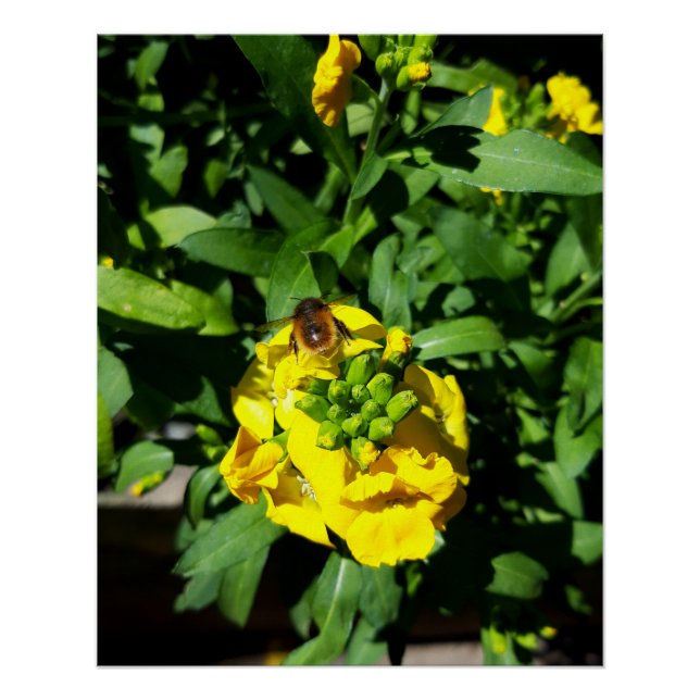 Bee on Yellow Flowers Poster (Front)
