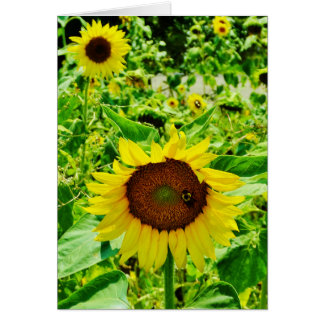 Bee on yellow Sunflower