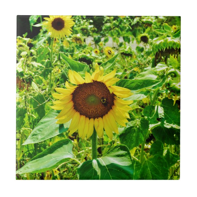 Bee on yellow Sunflower Ceramic Tile (Front)