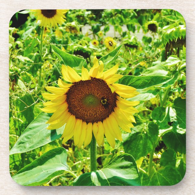 Bee on yellow Sunflower Coaster (Front)