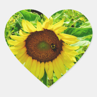 Bee on yellow Sunflower Heart Sticker